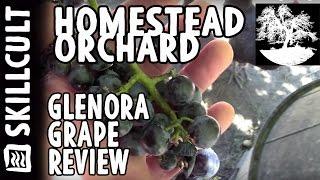 Glenora Grape Variety, a Review