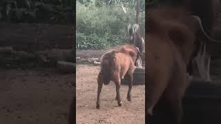 Testosterone levels a bit high - kalahari Red versus Toggenburg