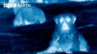 Dogs Protect Herd From Wolves Caught in Night Vision | BBC Earth