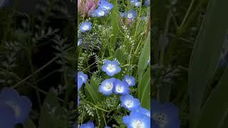 Nemophila bloom in Japan | Spring in Japan