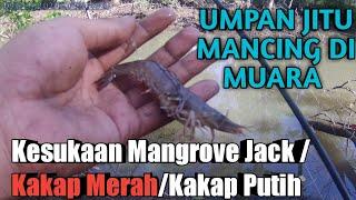 Umpan Jitu Ikan Kakap Merah dan baronang Mancing di Muara