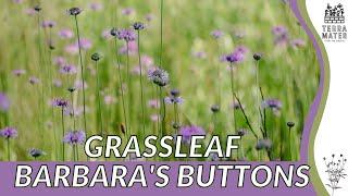 GRASSLEAF BARBARA'S BUTTONS Information, Description & More! (Marshallia graminifolia)