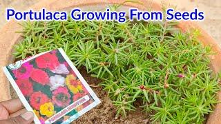 How To Grow Portulaca From Seeds