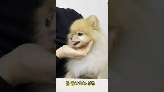 아이셔~ 심쿵 #animal #pomeranian #dog #강아지 #funnyanimal #강아지브이로그 #강아지일기 #puppy #포메라니안 #반려견