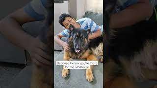 O with you#shorts WhatsAppstatus #youtubedogshorts #germanshepherd #germanshepherddogshorts#cutegsd