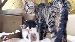 Mama cat is talking to her meowing newborn kittens while nursing and caring them