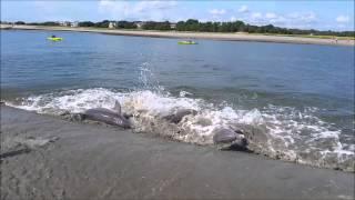Kiawah Island 2014 - Dolphins Strand Feeding