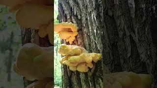 Яркий Гриб Трутовик серно-жёлтый Laetíporus sulphúreus #Трутовиксерножёлтый #шортс #mushroom #fungi