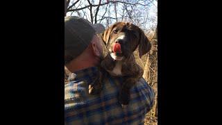 Training a MOUNTAIN CUR SQUIRREL DOG