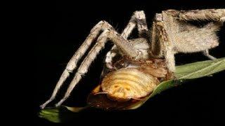 Spider vs Penis (Priapism) - Smarter Every Day 98