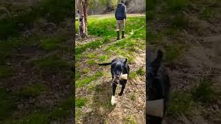 CUTE DOG WANTS TO PLAY #shorts #labrador #outdoor