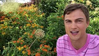 Asclepias Butterfly Weed: Helping the Monarchs