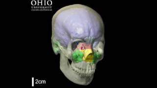 WitmerLab: Human brain and paranasal sinuses - Yaw