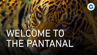 Pantanal, Brazil, Is the Largest Tropical Wetland on Earth | Exotic Animals Documentary