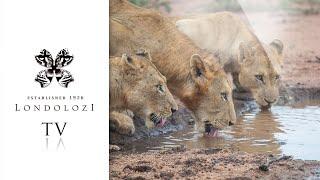 Virtual Safari: Ultimate Game Drive Highlights #5 - Londolozi TV