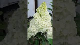 Гортензия Сандей Фрайз огромная шапка 11.07.24 Германия#hortensien #германия #гортензия #garten