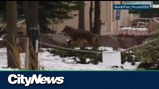 Coyote spotting downtown Toronto