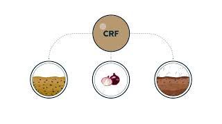 Controlled Release Fertilizers: Reliable, Lasting, & Sustainable Crop Nutrition