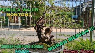 PEMULA WAJIB NONTON - Grebek Harga Bonsai Di Kampung Bonsai Kragan (MURAH MERIAH !!!)