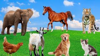 Interesting Animals - Squirrel, Elephant, Horse, Tiger, Dog, Cow, Goat, Monkey - Familiar Animals