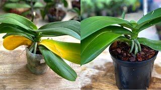 It's Very Economical And Safe To Help Orchid Yellow Leaves Get Healthy Fast