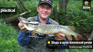 Шеды и Щуки маленькой речки. Александр Рыжов. Anglers Practical