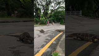 Two giant Asian water monitors casually walking over the street in Bangkoks central Lumphini Park