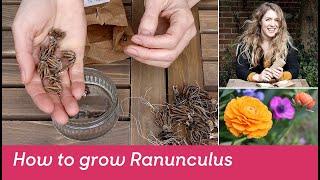 How to grow Ranunculus (bulbs/tubers) - FarmerGracy.co.uk