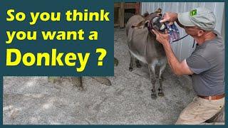 So you think you want a Donkey ?