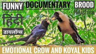 Crow Feeding Koyal Kids II Documentary On  Brood Parasitism II Funny Hindi SPEAKING BIRDS VIDEOS