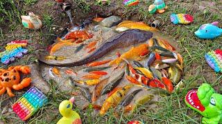 Catching colorful ornamental fish, big catfish, betta fish, koi fish, goldfish, turtles.part891