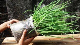 Amazing Method For Grow Green Onion In Plastic Bag