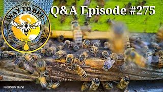 Backyard Beekeeping Q & A #275 swarms and robbing, are you ready?