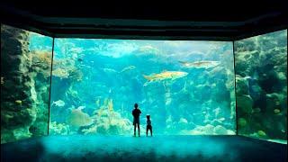 Fall In Love With The Florida Aquarium in Tampa!