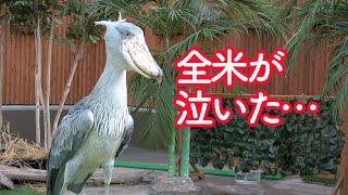 【全米が泣いた】ハシビロコウふたばと飼育員さんの物語!　Shoebill FUTABA 2019 the digest 13ふたば2019総集編13