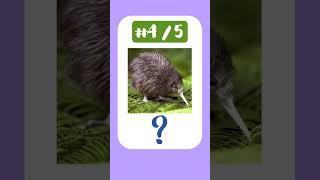 Mini Bird Quiz!