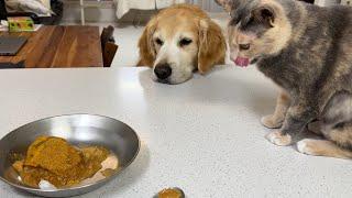 고양이가 처음으로 개밥그릇을 탐냈을 때 리트리버가 보인 귀여운 반응 ㅋㅋㅋ