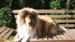 Summer 2020  - Thunder the rough collie