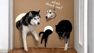 How small is the hole that a husky can fit through? Now We Know Who the Fattest of the Dogs is!