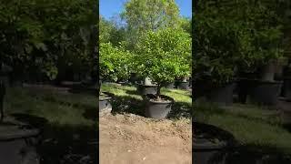 Tahitian Lime Tree Introduction