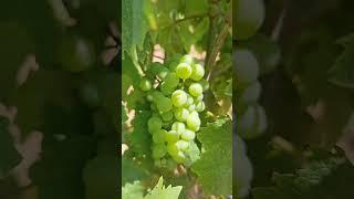 Variety ️Rolle️ #Vineyard #france #blanc #whitewine  #wine #winetasting #grape #fruit #france