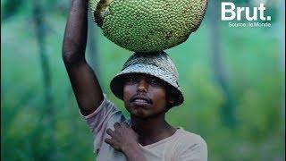 Le fruit du jacquier