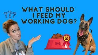 What should I feed my working dog