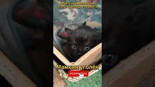 Котёнок мамкин уголёк (0064) Приколы с котами! Смешные коты! Самые смешные коты! С озвучкой!