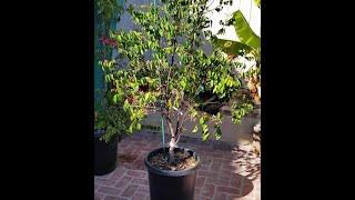 Starfruit tree ‘Averrhoa Carambola’ in full bloom growing in a container