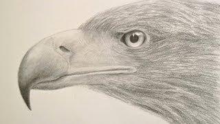 How to Draw Textures: Drawing a Realistic Eagle Head- Fine Art-Tips