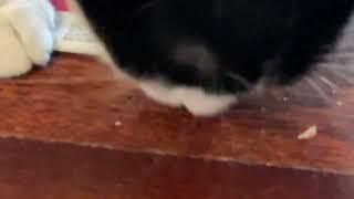 Mt cat eating his meal