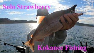 Solo Strawberry Kokanee Fishing