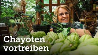 Die Chayote: das geniale Gemüse wird wieder vorgetrieben + Highlight! 