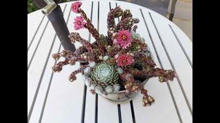 Sempervivum anarachnoideum 'Cobweb Hens and Chicks' care